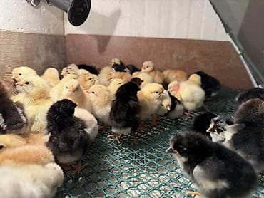 quş adları: 2 günüydülər 

Əldə az qalıb 1 əd 0.65 qəpiy

Ünvan binəqədi — 6