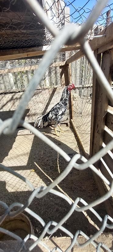 dəvə quşu: Məhsul: Uzunboyun döyüş xoruzu (süs və damazlıq üçün) Təsvir: - Cins — 4