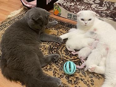 sotland pişik: Şotland — 2