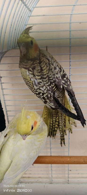 Korella (Cockatiel) tutuquşuları – yemə düşmüş balalar - Sayı: 3 ədəd