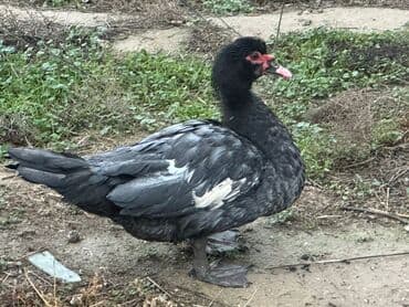 yuxuda ördek balası görmek: Muscovy (hind) ördəkləri – yerli təsərrüfat üçün. - Cins: Muscovy — 4