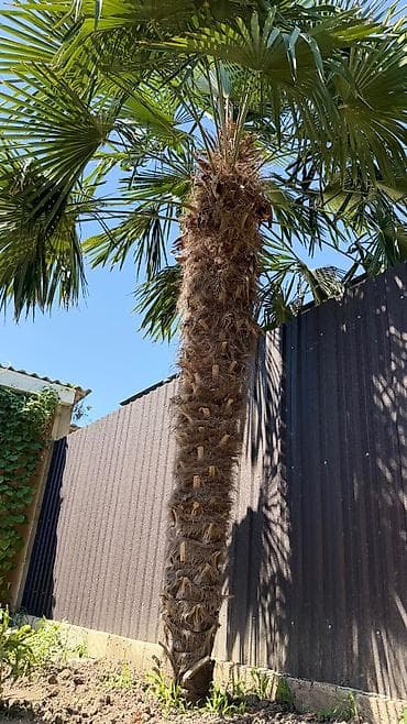 701 model yolka: 3 metrlik Dekorativ Palma Satılır (Trachycarpus fortunei) Sağlam və — 1