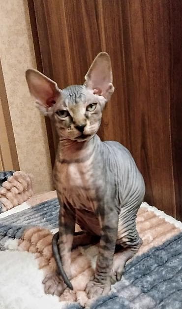 dişi dana: Sfinks, Erkək, Dişi — 5