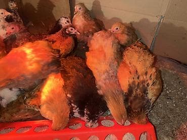 Gəmiricilər: Toyuq cücələri, Damazlıq — 3