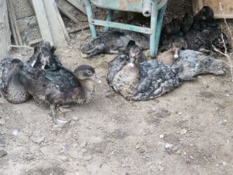 qurbanliq qoyun qiymetleri: Alman cinsi lal ördəklər ağır çəki verən cinsdir. Krasnadar lavanda — 5