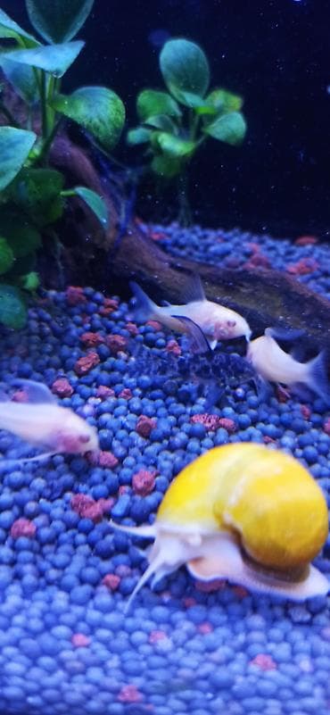 Akvarium üçün albino Corydoras panda (cory balığı) qrupu ölçüləri 4.5 lalafo.az -da Akvarium üçün albino Corydoras panda (cory balığı) qrupu ölçüləri 4.5