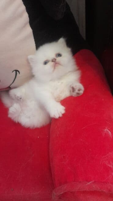 şotlan pişik: Şotland yastı qulaq, Erkək, Dişi, Yaxşı əllərə, Ünvandan götürmə, Pulsuz çatdırılma, Ödənişli çatdırılma — 27