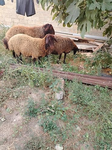 Saxaroğlu cinsinə yaxın, qəhvəyi rəngdə 3 baş qoyun satılır lalafo.az -da Saxaroğlu cinsinə yaxın, qəhvəyi rəngdə 3 baş qoyun satılır