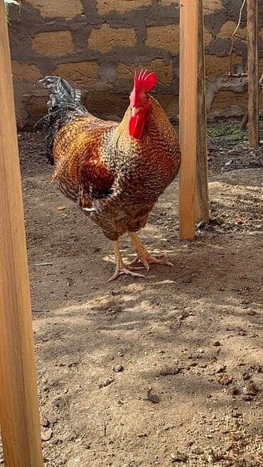 heyrati xoruz satisi: Xoruz, il: 1, Ünvandan götürmə — 2