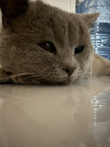 pişik erkek: Amerikan Shorthair, Erkək, Yaxşı əllərə, Ünvandan götürmə — 4