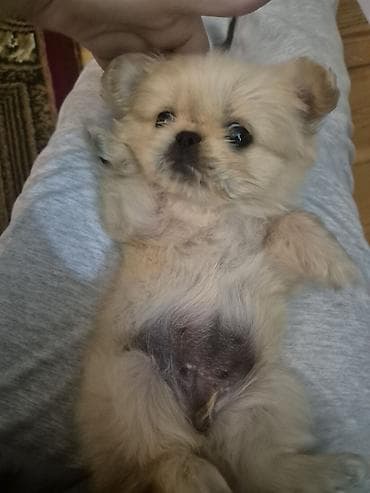 İtlər: Pekines, 3 ay, Dişi, Peyvəndli, Ünvandan götürmə — 5