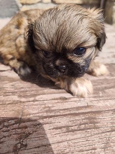 ağ quyruq ağlıca: Pekines, 1 ay, Erkek — 8