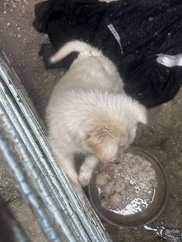 pitbul balaları: Zvonok, 1 il, Dişi, Peyvəndli, Ünvandan götürmə — 2