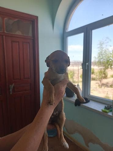 koker spaniel satilir: Miniatür pinçer, 7 ay, Dişi, Peyvəndli, Ünvandan götürmə, Pulsuz çatdırılma — 8