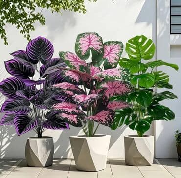 dekarativ guller: 🌸 İstədiyiniz dibçəyi, istədiyiniz ölçüdə yığırıq! 🏡 Evlər, ofislər — 19