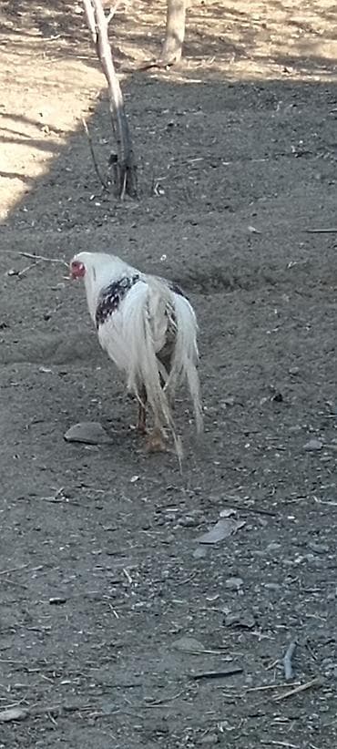 heyvan bazari keci: Ağ-qırmızı ləkəli döyüş tipli xoruz - Rəng: əsasən ağ, kürək və — 1