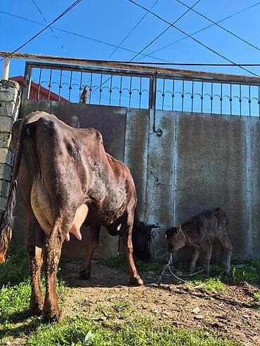 en cox sud veren inekler: 15 litir süd verir 3 qarına doğub 10 gündü doğub balası dişdi — 1