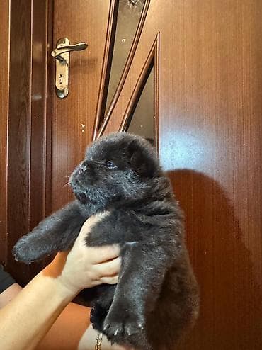 chow chow: Çau-Çau, 1 ay, Dişi, Sənədli — 7
