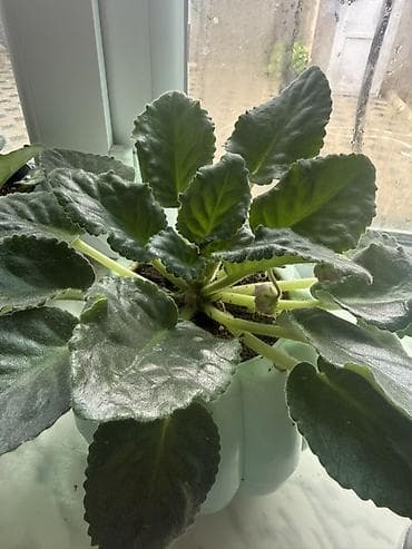 samdanlar ve saat: Afrika bənövşəsi (Saintpaulia) – bənövşəyi çiçəkli otaq bitkisi - — 2