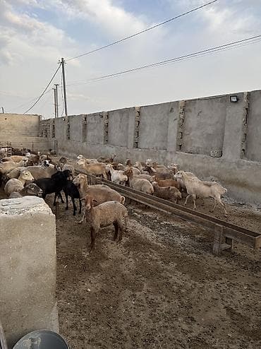 diri quzu: Quzu, Erkək, ay: 5, 35 kq, Ətlik, Ünvandan götürmə — 4