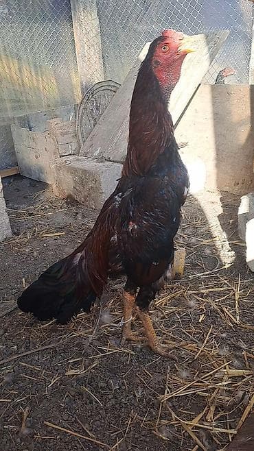 Salam aleykum hər kəsə heyratı xoruzu satılır şamo+türk 2 yaş 3 4