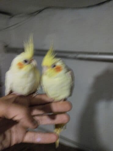 Great Wall: Başlıq: Aalbalı yanaqlı sarı nimfa tutuquşuları (Cockatiel) Məhsul — 4