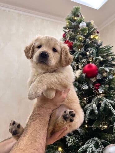 Gəmiricilər: Retriever, 2 ay — 5