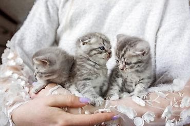 pişik tualet: Şotland — 5