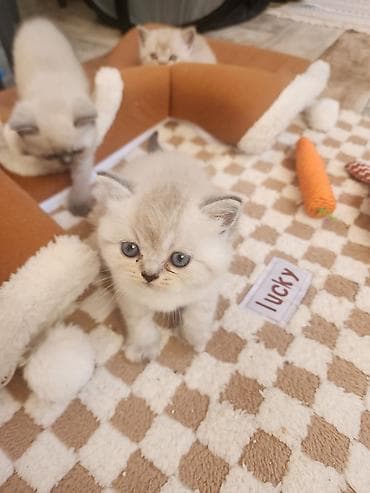 exotic shorthair: Britan — 4