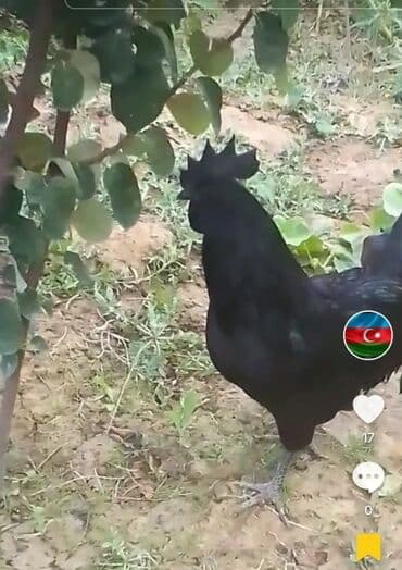 Inəklər, öküzlər: Toyuq, Damazlıq, Ödənişli çatdırılma — 3