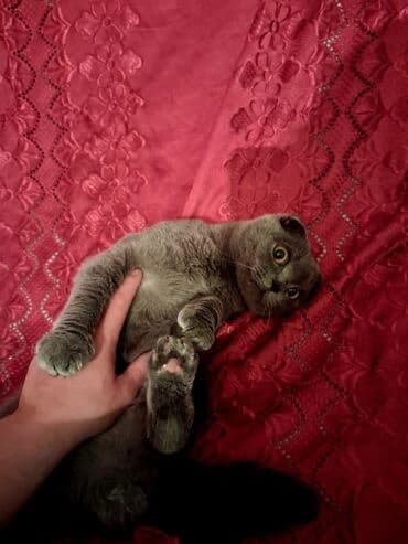 şotland pişiyi ağ: Şotland yastı qulaq — 2