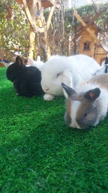 Птицы: Wekilde gorduyunuz mini Xolandski loplar satilir muxtelif renglerdedi — 9