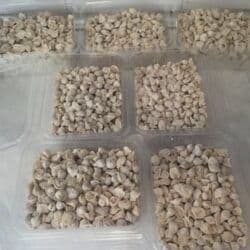 ət məhsulları: Sifarişlə DÜŞBƏRƏ,GÜRCÜ XƏNGƏLİ,YARPAQ XƏNGƏLİ,GÜRZƏ,ƏRİŞTƏ ev — 4