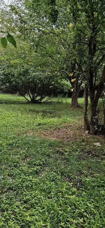 qebelede heyet evleri satilir: 85 sot, Kənd təsərrüfatı, Mülkiyyətçi, Kupça (Çıxarış) — 10