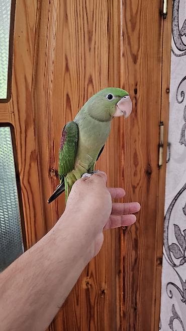 ev goyərcinləri: Aleksandr (parrot) cinsiyyəti dişidir əl quşudur– yaşıl tonlarda, uzun — 8