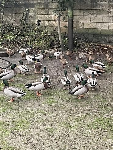 qara australorp: Mallard (yaşılbaş) ördəklər – təsərrüfat və dekorativ su quşları - — 2