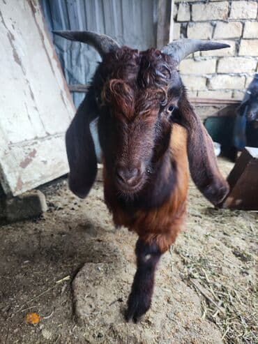 Boz rəngli uzunqulaq keçi - Növ: yerli keçi (erkək) - Rəng: tünd lalafo.az -da Boz rəngli uzunqulaq keçi - Növ: yerli keçi (erkək) - Rəng: tünd