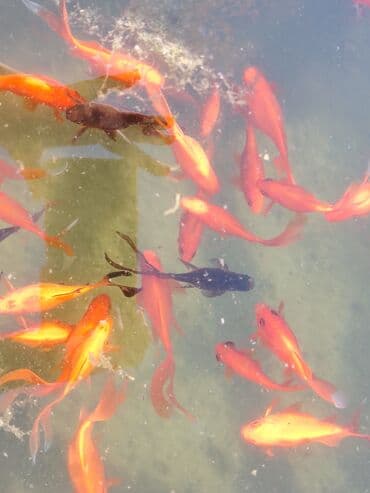 oskar balığı: Koi, Sülhsevər, Ünvandan götürmə — 3