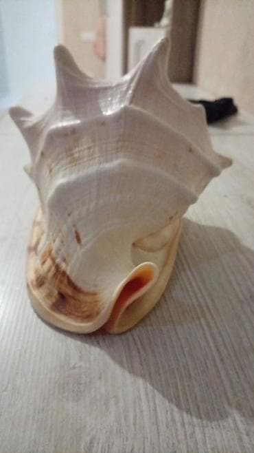 divar dekorlari: Dekorativ böyük dəniz ilbizinin qabığı - Material: təbii dəniz qabığı — 3