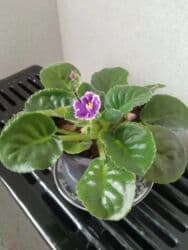 diffenbaxiya bitkisi haqqında: Bənövşə (Afrika bənövşəsi) – bənövşəyi çiçəkli, xırda dalğalı ləçəklər — 6