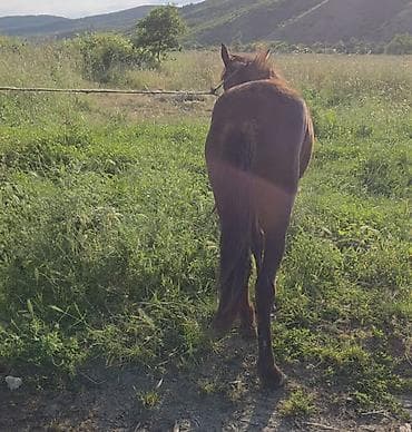 sudluk inek satilir: Salam əleykum dişidir 1 yas 3 aylıqdi Qəhvəyi rəngdə gənc at - Növ — 7