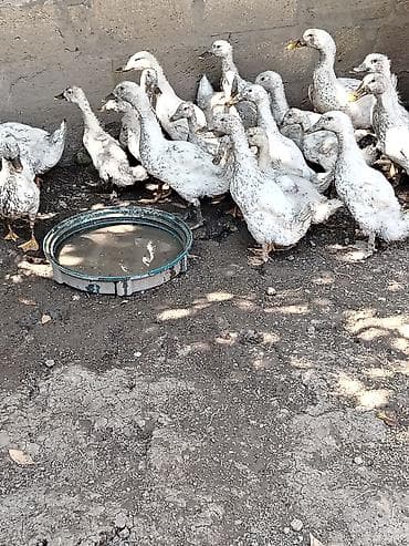 zümrüd ördək: Salam gorduyunuz pekin ordeyler satilir hamsi saqlam heyvanlardi yer — 1