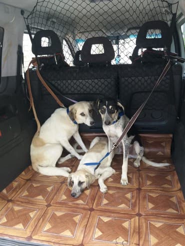 приюты для животных в баку: ZooTaksi xidməti. Ev heyvanlarının daşınması. Şəhər daxili məsafədən — 3