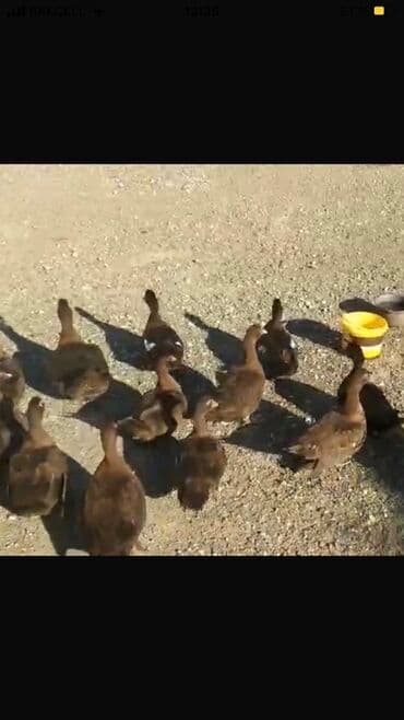 bala ordək: Erkək, | Lal ördək, Ətlik — 2