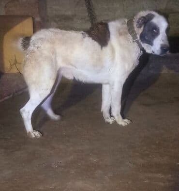 çin aslanı: Deyerinnen qat qat ucuz. tecili satilir. erkek cavan heyvandi — 5