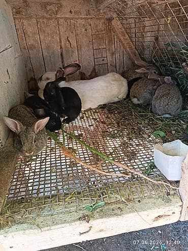 8 dənə 1 ay 4 günlük dovşan balaları Saglamdilar bağ şəraitində özüm