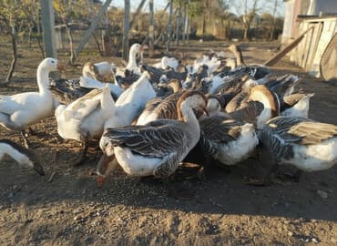 tap.az xacmaz heyvanlar: Qaz sürüsü - Növ: qarışıq rəngli ev qazları (ağ və boz-qəhvəyi — 1