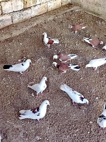 quş: Temiz Bakı enli quyruqları 20 dene heyvandi kom satılır Öz — 4
