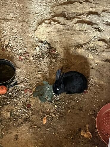 gence xoruz: Məhsul: Ev dovşanları 4 ədəd) hamsi 30 manat Təsvir: - Rəng: əsasən — 2