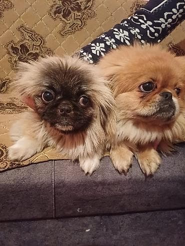 Pekines, 8 ay, Peyvəndli, Ünvandan götürmə